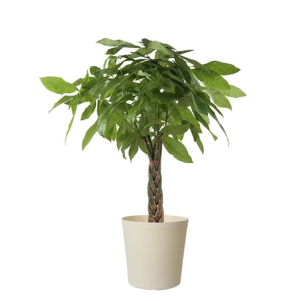 Costa farms 10 in. Pachira Braid Plant in Paradise Planter