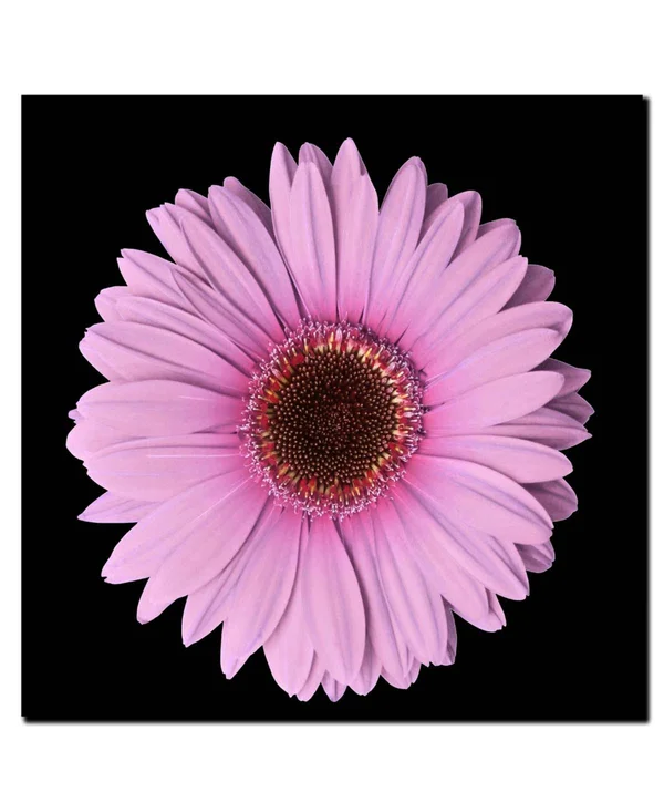 Trademark Fine Art Gdi-C2424Gg 'Pink Gerber Daisy' Canvas Art, 24X24