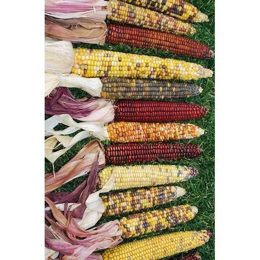Decorative Indian Corn - Large -- 12 per Order - Grade A - Long, White