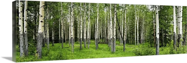 Aspen Trees in A Forest - Banff, Banff National Park, Alberta, Canada, Canvas Wall Art, 36x12, Great Big Canvas