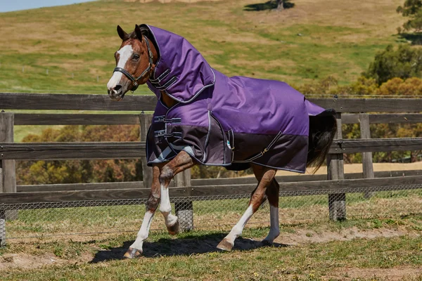 Weatherbeeta ComFiTec Plus Dynamic, Detach-A-Neck, Lite