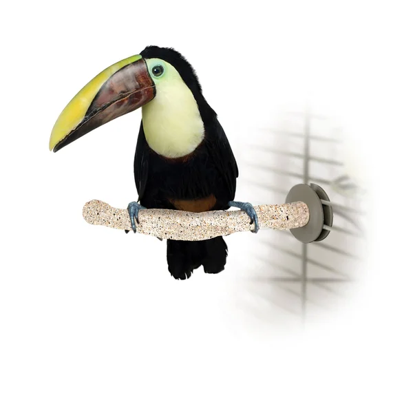 K&H Pet Products Bird Sand Thermo-Perch - Large